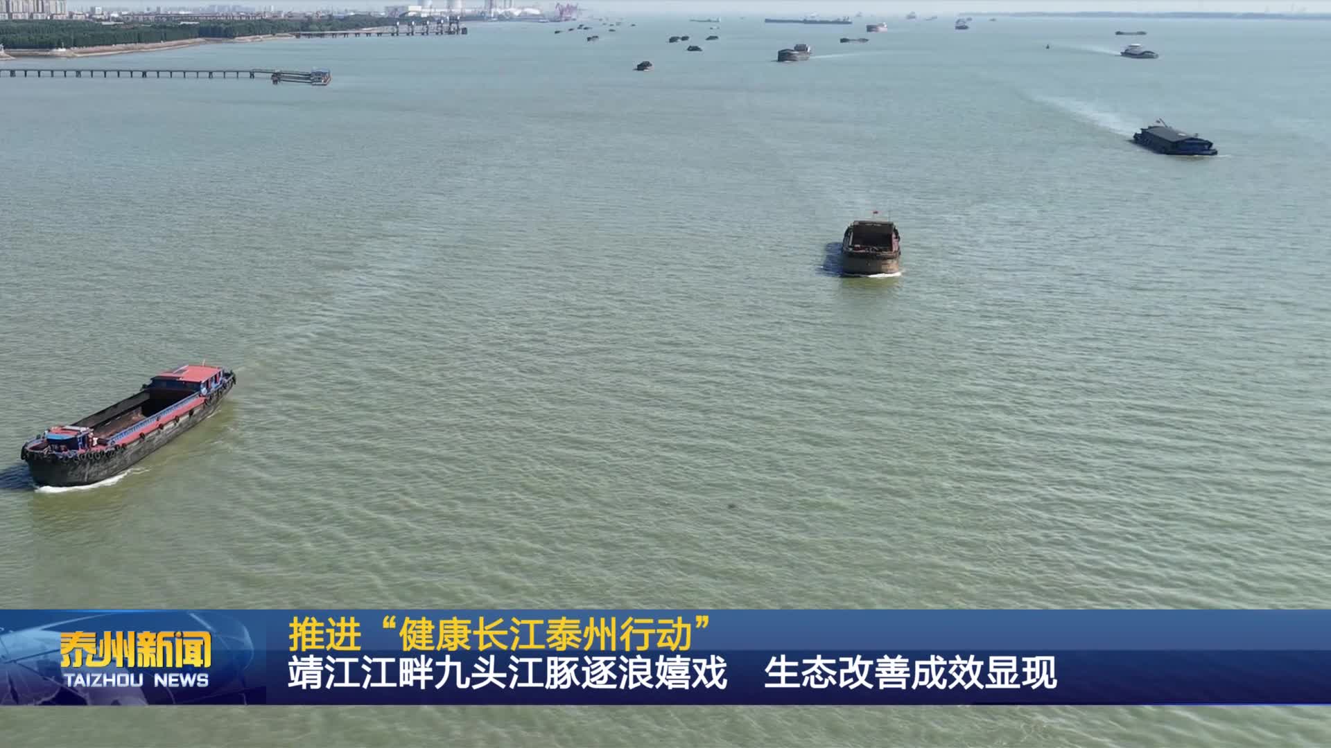 推进“健康长江泰州行动”  靖江江畔九头江豚逐浪嬉戏 生态改善成效显现
